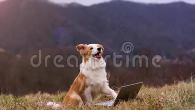 小狗边界牧羊犬坐在山坡上的草地上，用笔记本电脑爪子工作。 计算机、技术和商业专题